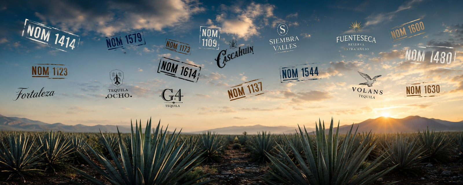 NOM Numbers Explained: How to Find Out Who Really Makes Your Tequila