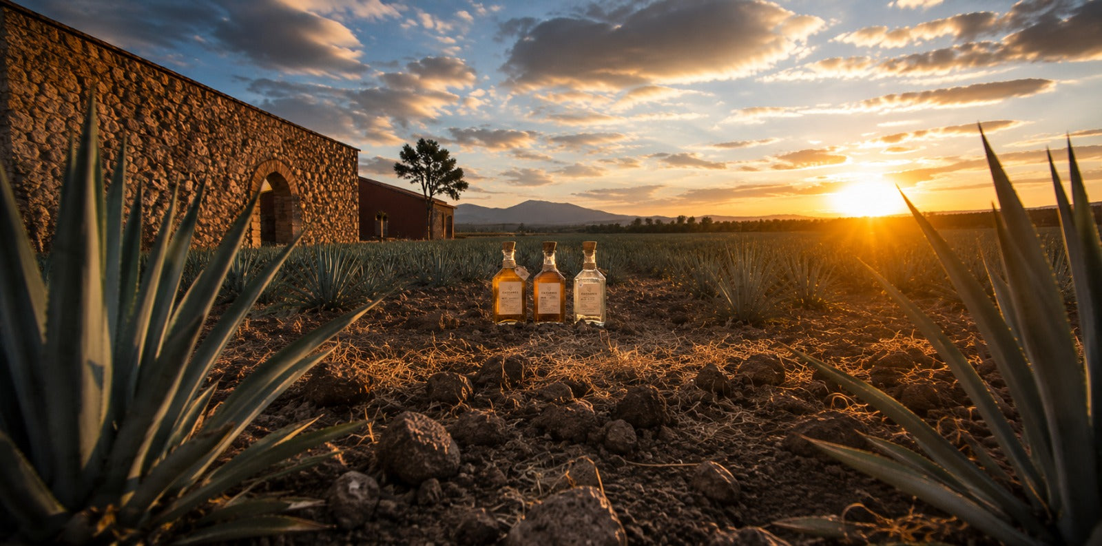 The Cazcanes Tequila Buying Guide: Which Bottle Is Right for You?